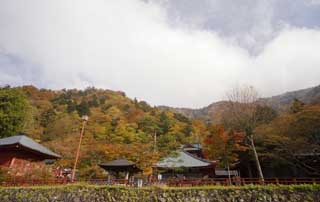 foto,tela,gratis,paisaje,fotografa,idea,Un templo de en medio pertenecer al secta de Zen, Arce, Templo Buddhist y santuario sintosta, Techo, Templo de en medio pertenecer al secta de Zen