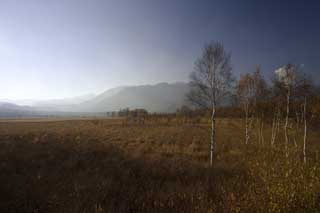 foto,tela,gratis,paisaje,fotografa,idea,Senjogahara en el otoo atrasado, Llanura cubierta de hierba, , Abedul blanco, Cielo azul