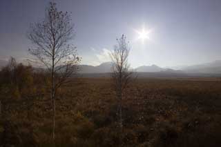 foto,tela,gratis,paisaje,fotografa,idea,Senjogahara en el otoo atrasado, Llanura cubierta de hierba, , Abedul blanco, Cielo azul