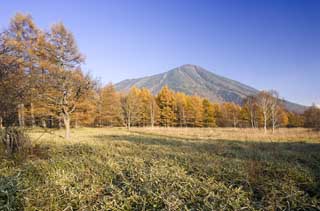 fotografia, material, livra, ajardine, imagine, proveja fotografia,Senjogahara em fim de outono, Grama de bambu, Folhas coloridas, Amarelo, cu azul