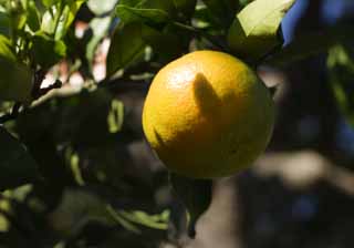 Foto, materieel, vrij, landschap, schilderstuk, bevoorraden foto,De mandarijn sinaasappel wat zwenkt rood en geel, Mandarijn sinaasappel, , Citrus vrucht, 