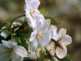 photo,material,free,landscape,picture,stock photo,Creative Commons,Close-up of cherry blossoms, cherry blossom, , , 