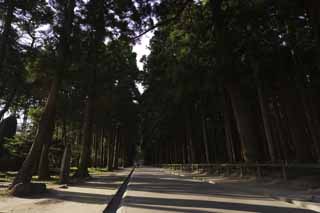 Foto, materiell, befreit, Landschaft, Bild, hat Foto auf Lager,Suginami-Baum von Zuigan-ji Temple von Matsushima, Suginami-Baum, Schatten, Ansatz zu Schrein, Buddhistischer Tempel und schintoistischer Schrein