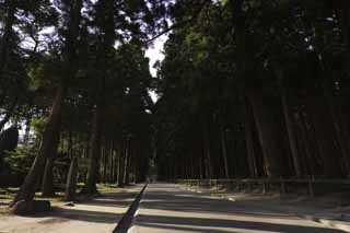 photo, la matire, libre, amnage, dcrivez, photo de la rserve,Arbre Suginami de Temple Zuigan-ji de Matsushima, Arbre Suginami, ombre, approchez  temple, Temple bouddhiste et temple du Shintosme