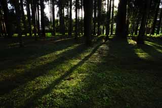 photo,material,free,landscape,picture,stock photo,Creative Commons,Shadow of moss, Moss, shadow, Grass, tree