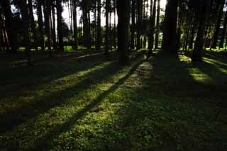 photo,material,free,landscape,picture,stock photo,Creative Commons,Shadow of moss, Moss, shadow, Grass, tree