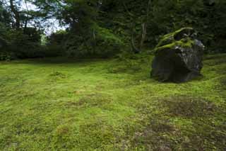 fotografia, materiale, libero il panorama, dipinga, fotografia di scorta,La Casa di conoscenza enciclopedica di Matsushima, Muschio, pietra, , 