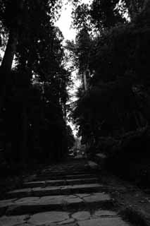 Foto, materiell, befreit, Landschaft, Bild, hat Foto auf Lager,Zuiho-Bau Hall nhert sich zu einem Schrein, Suginami-Baum, steinigen Sie Treppe, Treppe, Ansatz zu Schrein