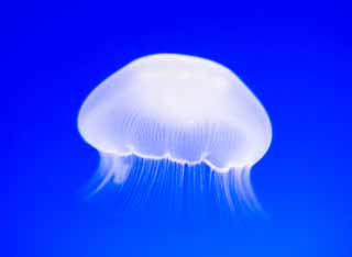 Foto, materieel, vrij, landschap, schilderstuk, bevoorraden foto,Het is een vlucht van een jellyfish zonder kijken, Kwal, , , 