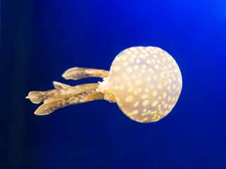 , , , , ,  .,jellyfish ., jellyfish, , , 