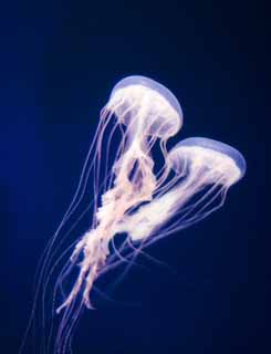 Foto, materieel, vrij, landschap, schilderstuk, bevoorraden foto,Een dans van een jellyfish, Kwal, , , 