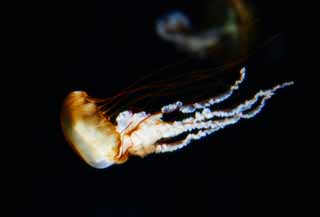 photo,material,free,landscape,picture,stock photo,Creative Commons,A flight of a jellyfish, jellyfish, , , 