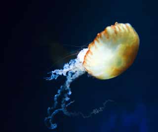 , , , , ,  ., jellyfish., jellyfish, , , 