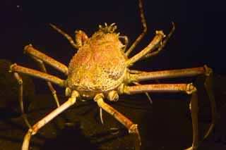 , , , , ,  ., spider crab., crab, , , 