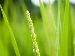 photo,material,free,landscape,picture,stock photo,Creative Commons,A flower of rice, Rice, , U.S.A., rice field