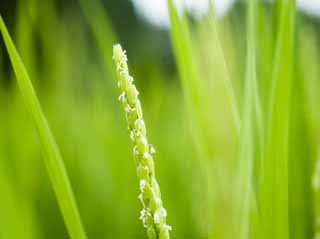 Foto, materiell, befreit, Landschaft, Bild, hat Foto auf Lager,Eine Blume des Reises, Reis, , U.S.A., Reisfeld