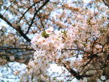 foto,tela,gratis,paisaje,fotografa,idea,Floracin del cerezo, Flor de cerezo, , , 