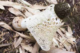 fotografia, materiale, libero il panorama, dipinga, fotografia di scorta,Indusiata di Dictyophora, Dictyophorindusiata, , fungo, 