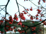 photo,material,free,landscape,picture,stock photo,Creative Commons,Weeping cherry, red, , , 