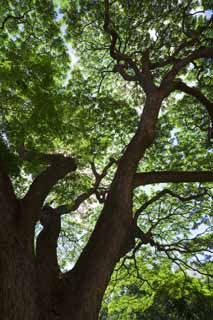 photo, la matire, libre, amnage, dcrivez, photo de la rserve,Tomoki hawaen, grand arbre, Le soleil, branche, ciel bleu