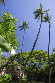 Foto, materiell, befreit, Landschaft, Bild, hat Foto auf Lager,Der hawaiianische Himmel, Kokosnussbaum, Die Sonne, Lasi, blauer Himmel