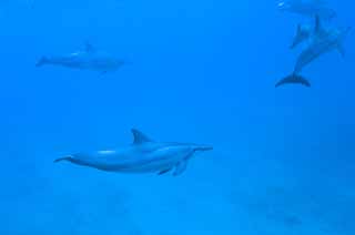 photo,material,free,landscape,picture,stock photo,Creative Commons,A flock of dolphins, Is there me?, dolphin, , In the water