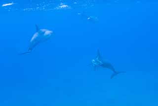 Foto, materieel, vrij, landschap, schilderstuk, bevoorraden foto,Een kudde van de dolfijnen, Is er me?, Dolfijn, , In het water