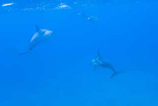 fotografia, materiale, libero il panorama, dipinga, fotografia di scorta,Un gregge di delfini, Ci mi sono?, delfino, , Nell'acqua