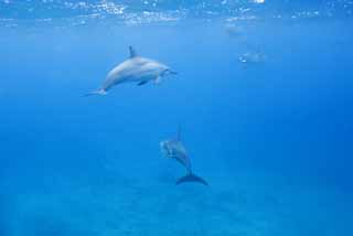 fotografia, materiale, libero il panorama, dipinga, fotografia di scorta,Un gregge di delfini, Ci mi sono?, delfino, , Nell'acqua