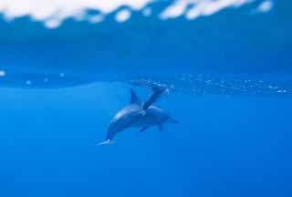 photo,material,free,landscape,picture,stock photo,Creative Commons,A flock of dolphins, Is there me?, dolphin, , In the water