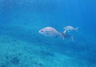 fotografia, materiale, libero il panorama, dipinga, fotografia di scorta,Un pesce hawaiano, pesce, , Nel mare, Nell'acqua