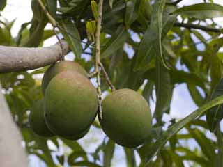 Foto, materieel, vrij, landschap, schilderstuk, bevoorraden foto,Een mango, Mango, Tropische plant, Tropisch, Vrucht