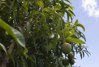 Foto, materiell, befreit, Landschaft, Bild, hat Foto auf Lager,Eine Mango, Mango, tropische Pflanze, Tropisch, Frucht