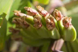 Foto, materiell, befreit, Landschaft, Bild, hat Foto auf Lager,Eine Blume einer Banane, Banane, tropische Pflanze, Tropisch, Stempel