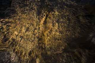 photo, la matire, libre, amnage, dcrivez, photo de la rserve,Caverne de la stalactite d'Ishigaki-jima le, caverne de la stalactite, Stalactite, Calcaire, caverne