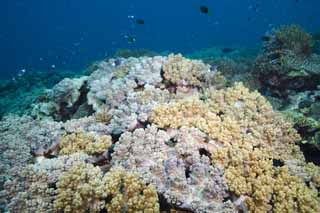 fotografia, material, livra, ajardine, imagine, proveja fotografia,Coral macio, recife de coral, Coral, No mar, fotografia subaqutica