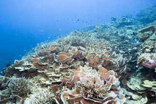 photo,material,free,landscape,picture,stock photo,Creative Commons,Cabbage coral, coral reef, Coral, In the sea, underwater photograph