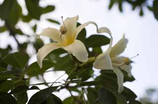 fotografia, materiale, libero il panorama, dipinga, fotografia di scorta,Fiore, , Giallo, albero, Crema