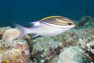 fotografia, materiale, libero il panorama, dipinga, fotografia di scorta,C' una striscia, e  pesce tropicale, scogliera di corallo, Pesce tropicale, Ishigaki-jimIsland, Okinawa