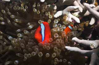 photo,material,free,landscape,picture,stock photo,Creative Commons,Hama anemone fish, coral reef, Tropical fish, , anemone fish