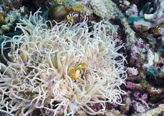 , , , , ,  ., .,  reef,  , , anemone 