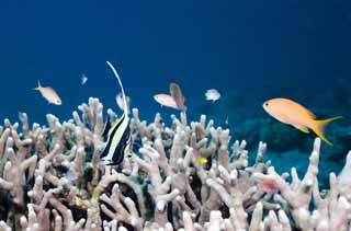 fotografia, materiale, libero il panorama, dipinga, fotografia di scorta,Ti di Tsunoda, Corallo, Tsunodti, Pesce tropicale, ||