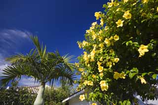 Foto, materiell, befreit, Landschaft, Bild, hat Foto auf Lager,Es ist Ishigaki-jima Island ein sdliches Land, Ryukyu, Dach, Blume, blauer Himmel