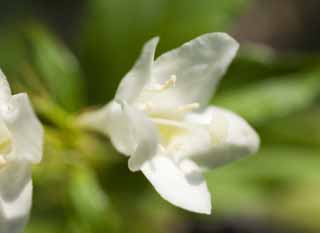 photo,material,free,landscape,picture,stock photo,Creative Commons,A white floret, White, petal, pistil, 