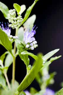 Foto, materieel, vrij, landschap, schilderstuk, bevoorraden foto,Een blauwige viooltje bloem, Blauwige viooltje, Knop, Oplossing punt mi, Kroonblad