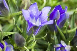 fotografia, material, livra, ajardine, imagine, proveja fotografia,Um gentian, genciana, , , 