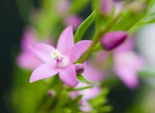 Foto, materiell, befreit, Landschaft, Bild, hat Foto auf Lager,Ein rosa Blmchen, Rosa, Blmchen, , 