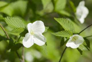 photo,material,free,landscape,picture,stock photo,Creative Commons,A white floret, White, flower, young leave, 