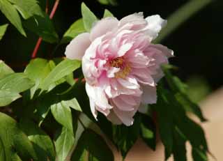 fotografia, materiale, libero il panorama, dipinga, fotografia di scorta,Una peonia, , Botan, peonia, 