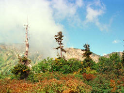 photo,material,free,landscape,picture,stock photo,Creative Commons,Dreaming trees, mountain, cloud, blue sky, 